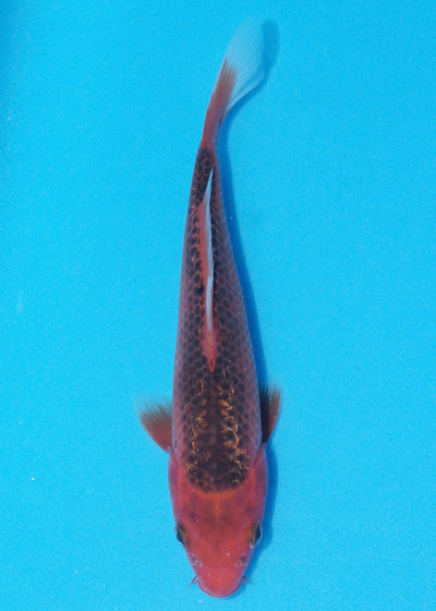 23cm Aka Matsuba (Byer Koi Farm) REF - OC30