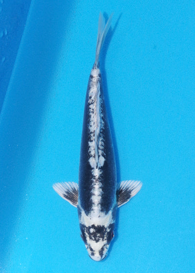 24cm Kikokuryu (Byer Koi Farm) REF - OC31