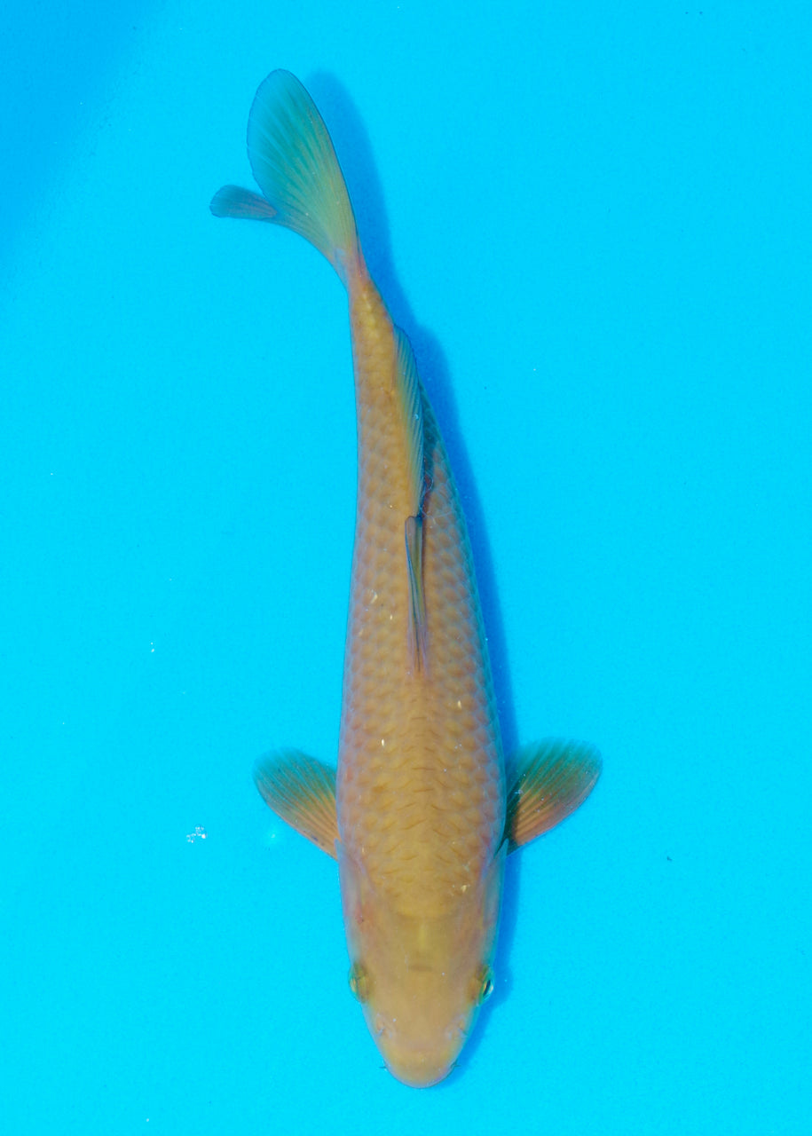 25cm Chagoi (Oakly) (Byer Koi Farm) REF - OC48