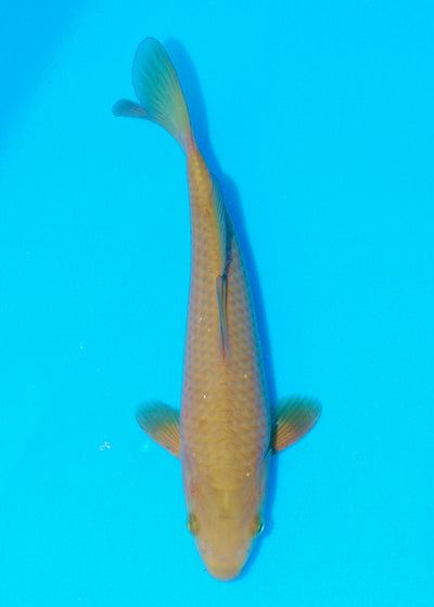 25cm Chagoi (Oakly) (Byer Koi Farm) REF - OC48