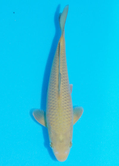 25cm Chagoi (Oakly) (Byer Koi Farm) REF - OC49