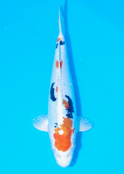 28cm Beni Kikokuryu (Byer Koi Farm) REF - OC51
