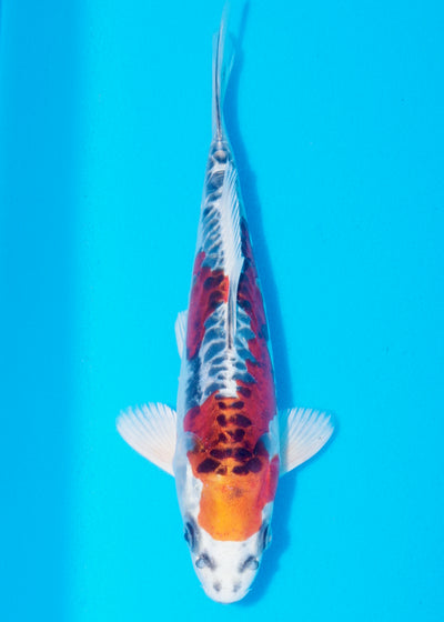 27cm Beni Kikokuryu (Byer Koi Farm) REF - OC57