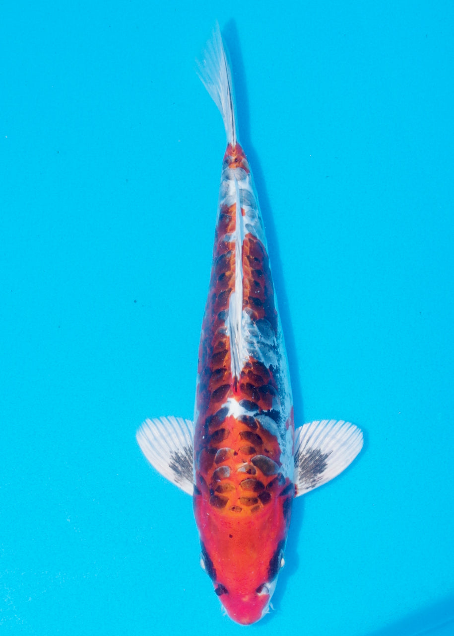 28cm Beni Kikokuryu (Byer Koi Farm) REF - OC59