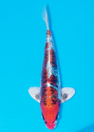 28cm Beni Kikokuryu (Byer Koi Farm) REF - OC59
