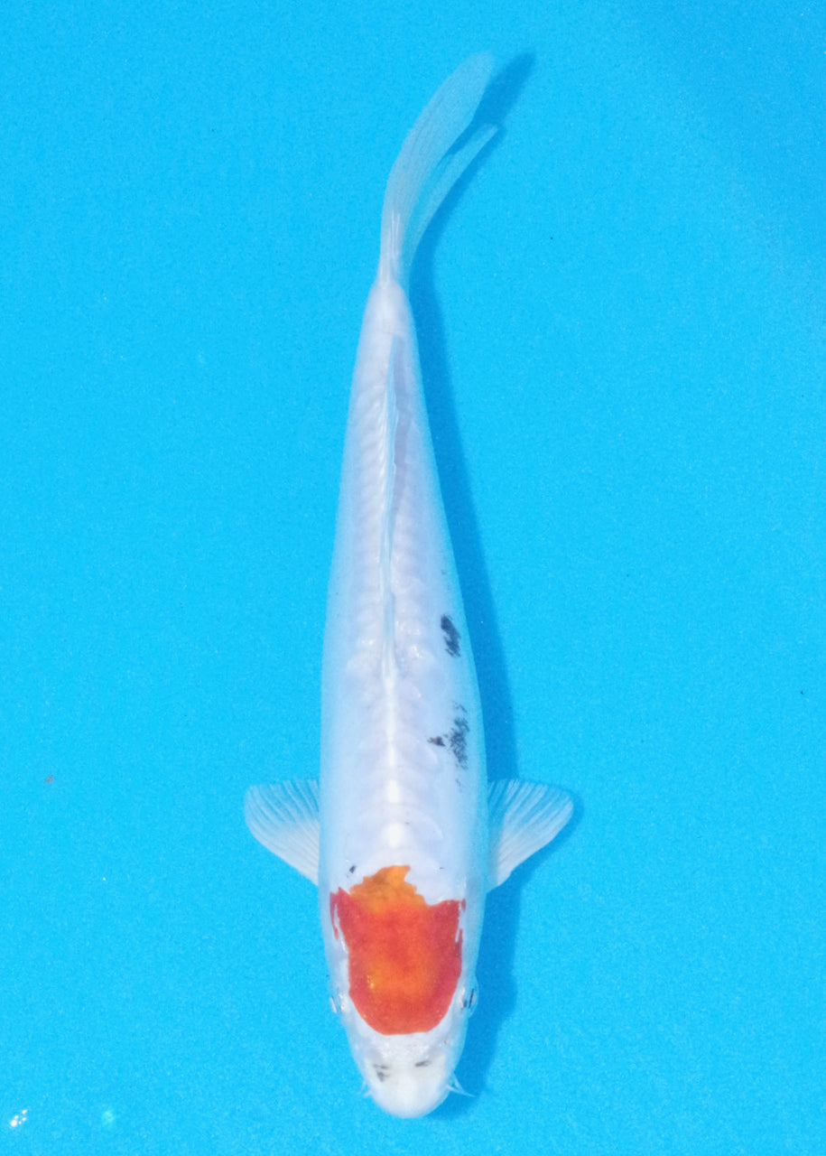 25cm Tancho Beni Kikokuryu (Byer Koi Farm) REF - OC43