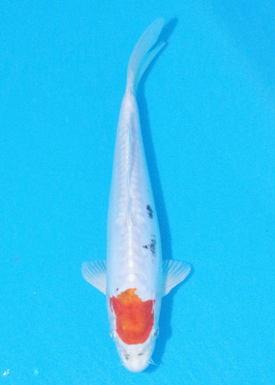 25cm Tancho Beni Kikokuryu (Byer Koi Farm) REF - OC43
