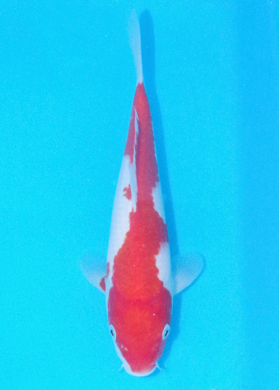 27cm Goshiki (Byer Koi Farm) REF - OC44