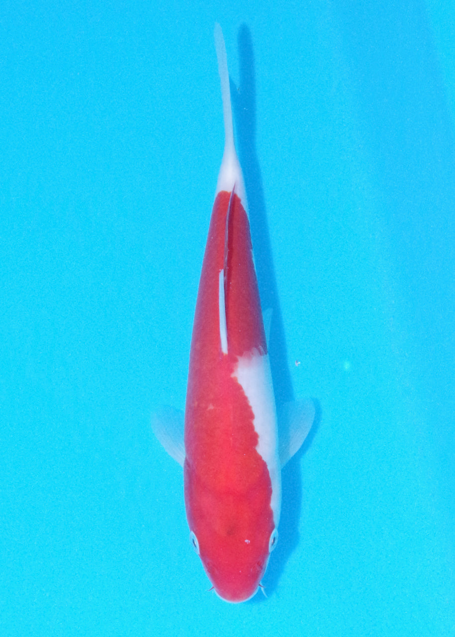 27cm Goshiki (Byer Koi Farm) REF - OC46