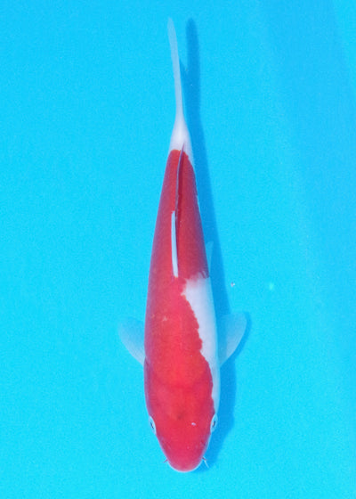 27cm Goshiki (Byer Koi Farm) REF - OC46