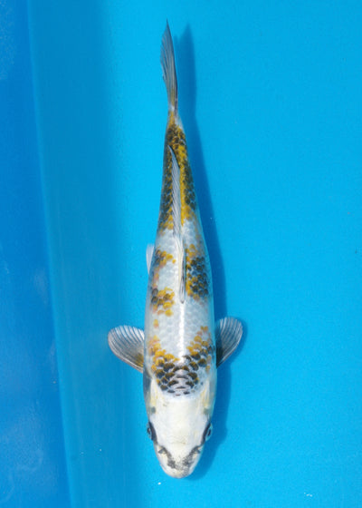 29cm Kin Showa (Byer Koi Farm) REF - SE52