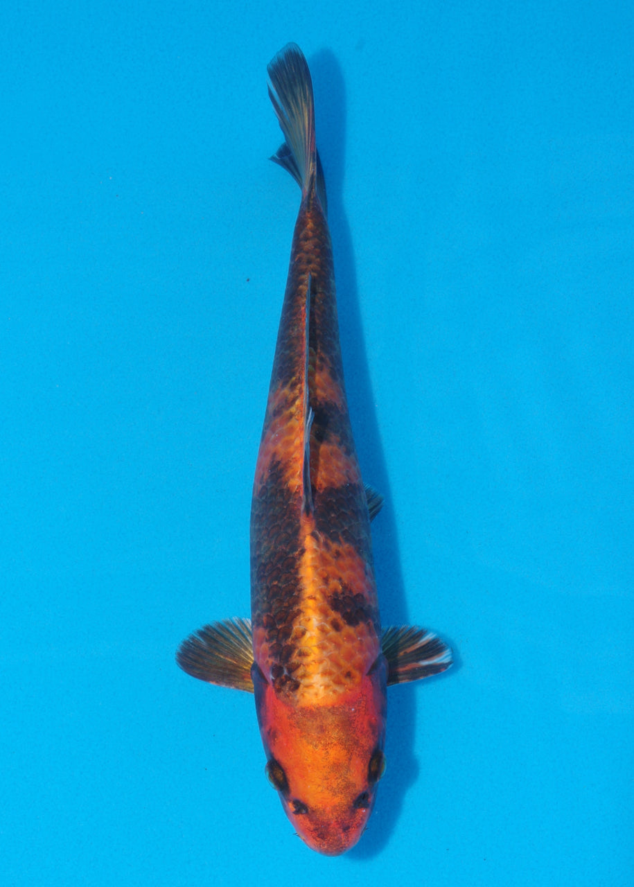 30cm Kin Ki Utsuri (Byer Koi Farm) REF - SE56