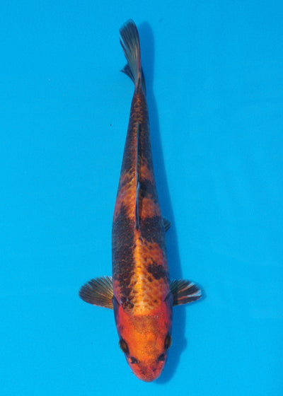 30cm Kin Ki Utsuri (Byer Koi Farm) REF - SE56