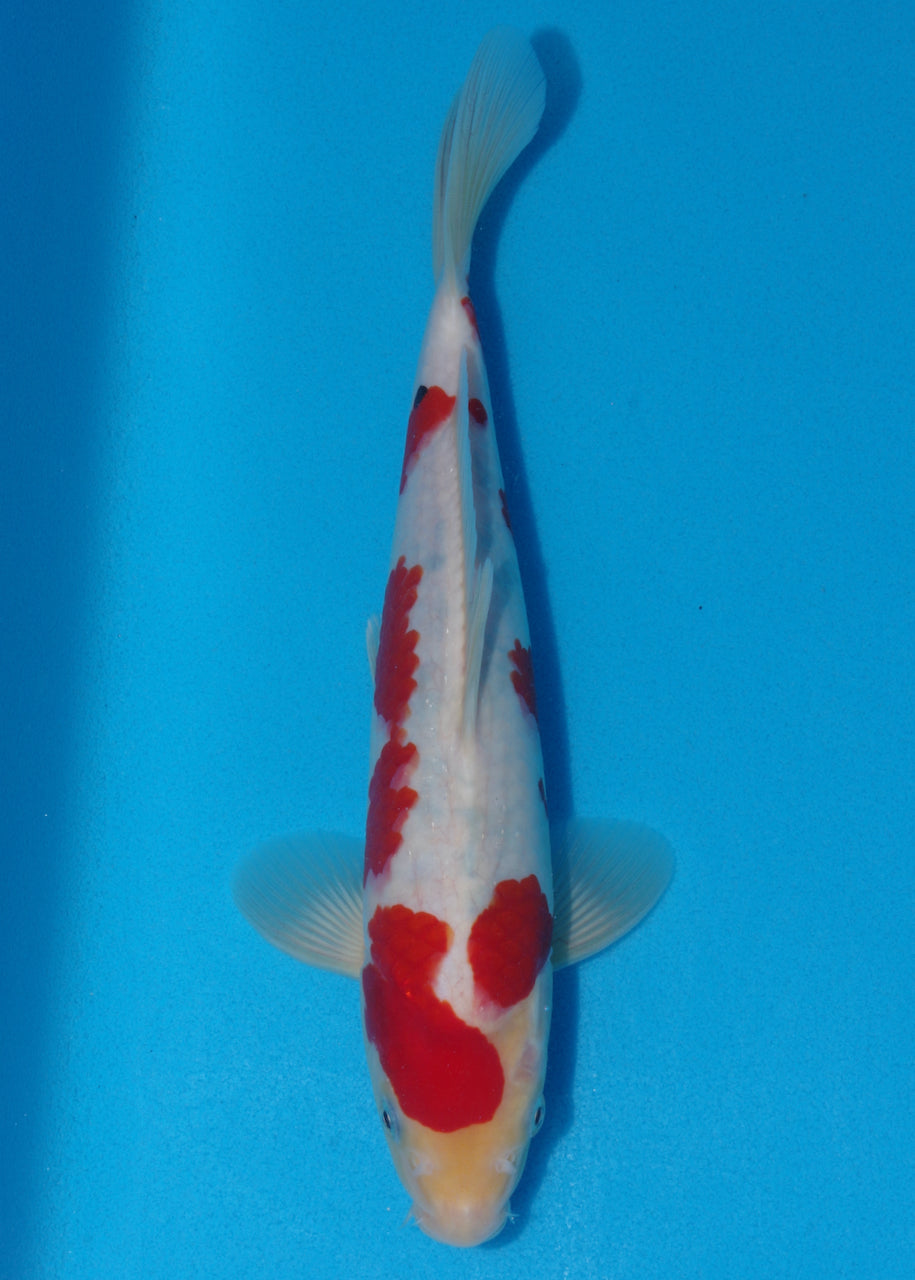 30cm Sanke (Tamaura) REF - SE64