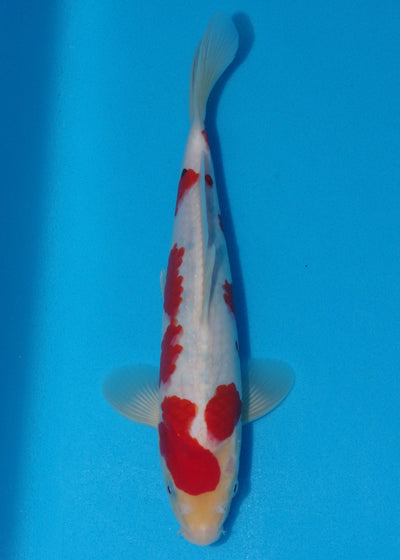 30cm Sanke (Tamaura) REF - SE64