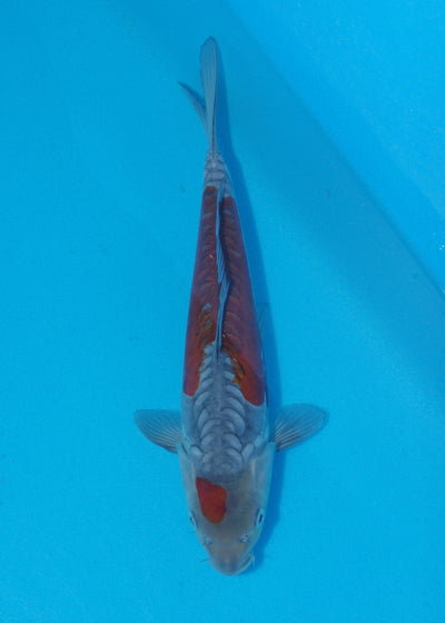 28cm Doitsu Ochiba (Byer Koi Farm) REF - SE77