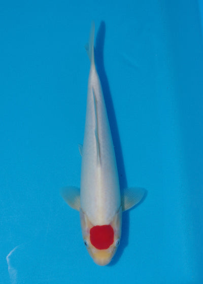 33cm Tancho (Maruhide) REF SRL04 - SE06