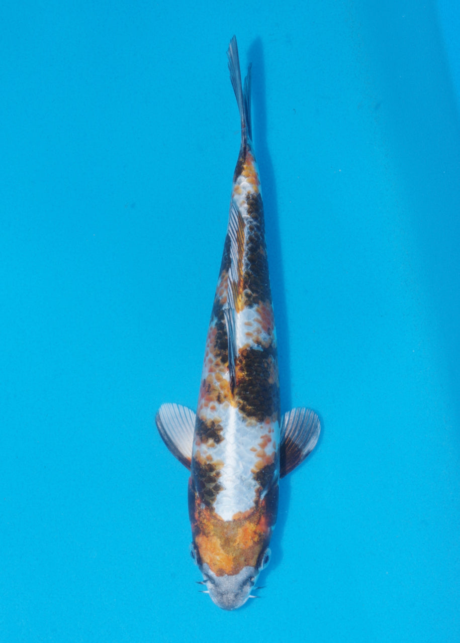 28cm Kin Showa (Byer Koi Farm) REF - SE82