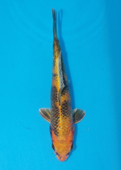 30.5cm Kin Ki Utsuri (Byer Koi Farm) REF - SE84