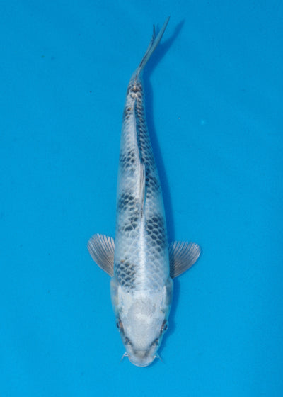 28cm Gin Shiro (Byer Koi Farm) REF - SE85