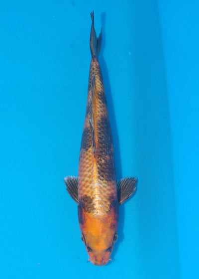 32cm Kin Ki Utsuri (Byer Koi Farm) REF - SE87