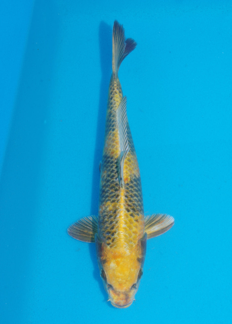 30cm Kin Ki Utsuri (Byer Koi Farm) REF - SE88