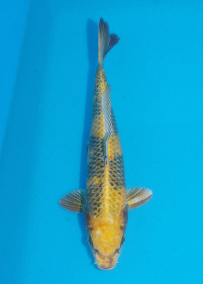 30cm Kin Ki Utsuri (Byer Koi Farm) REF - SE88