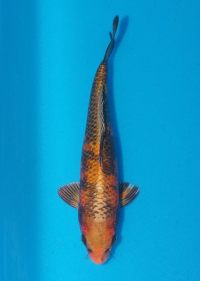 29cm Kin Ki Utsuri (Byer Koi Farm) REF - SE89