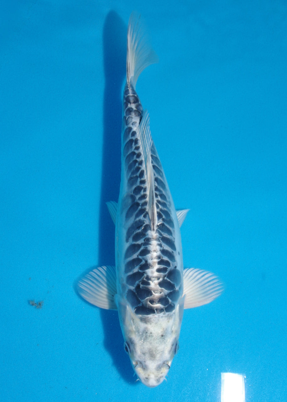 33cm Kikokuryu (Byer Koi Farm) REF SRL04 - SE10