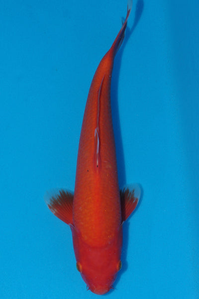 36cm Benigoi (Byer Koi Farm) REF SRR03 - SE15