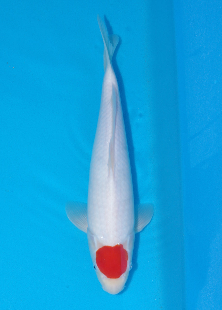 37cm Tancho (Maruhide) REF - SE25