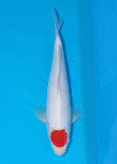 37cm Tancho (Maruhide) REF - SE25