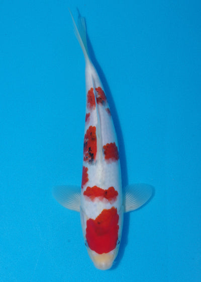 31cm Sanke (Tamaura) REF - SE34