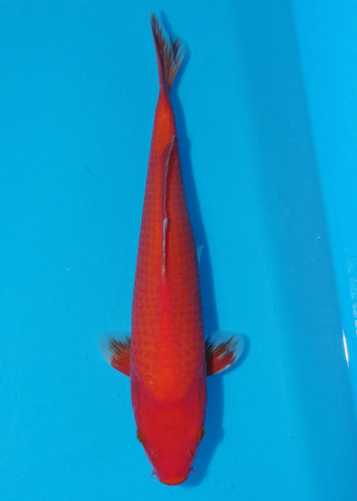 40cm Benigoi (Byer Koi Farm) REF - SE36