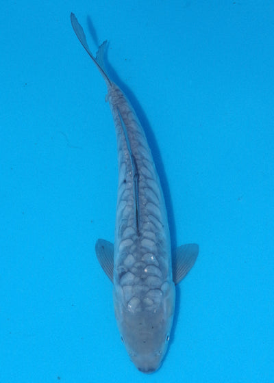 32cm Aragoke Soragoi (Byer Koi Farm) REF - OC12