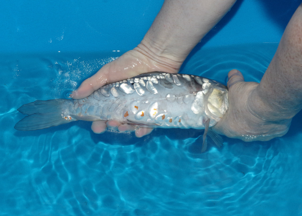 32cm Aragoke Soragoi (Byer Koi Farm) REF - OC12
