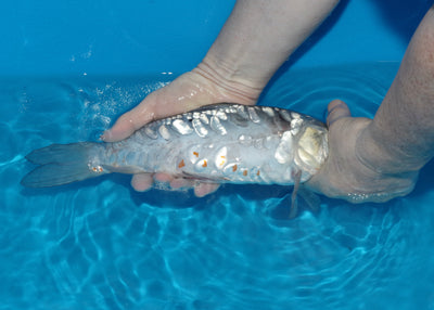 32cm Aragoke Soragoi (Byer Koi Farm) REF - OC12