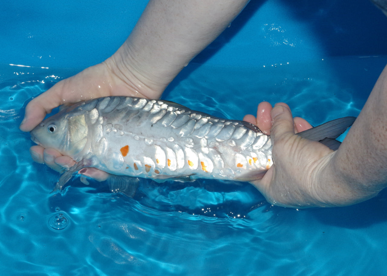 32cm Aragoke Soragoi (Byer Koi Farm) REF - OC12