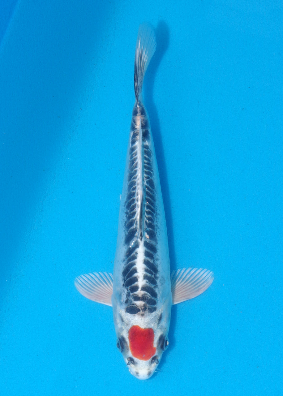 23.5cm Tancho Benikikokuryu (Byer Koi Farm) REF - OC18