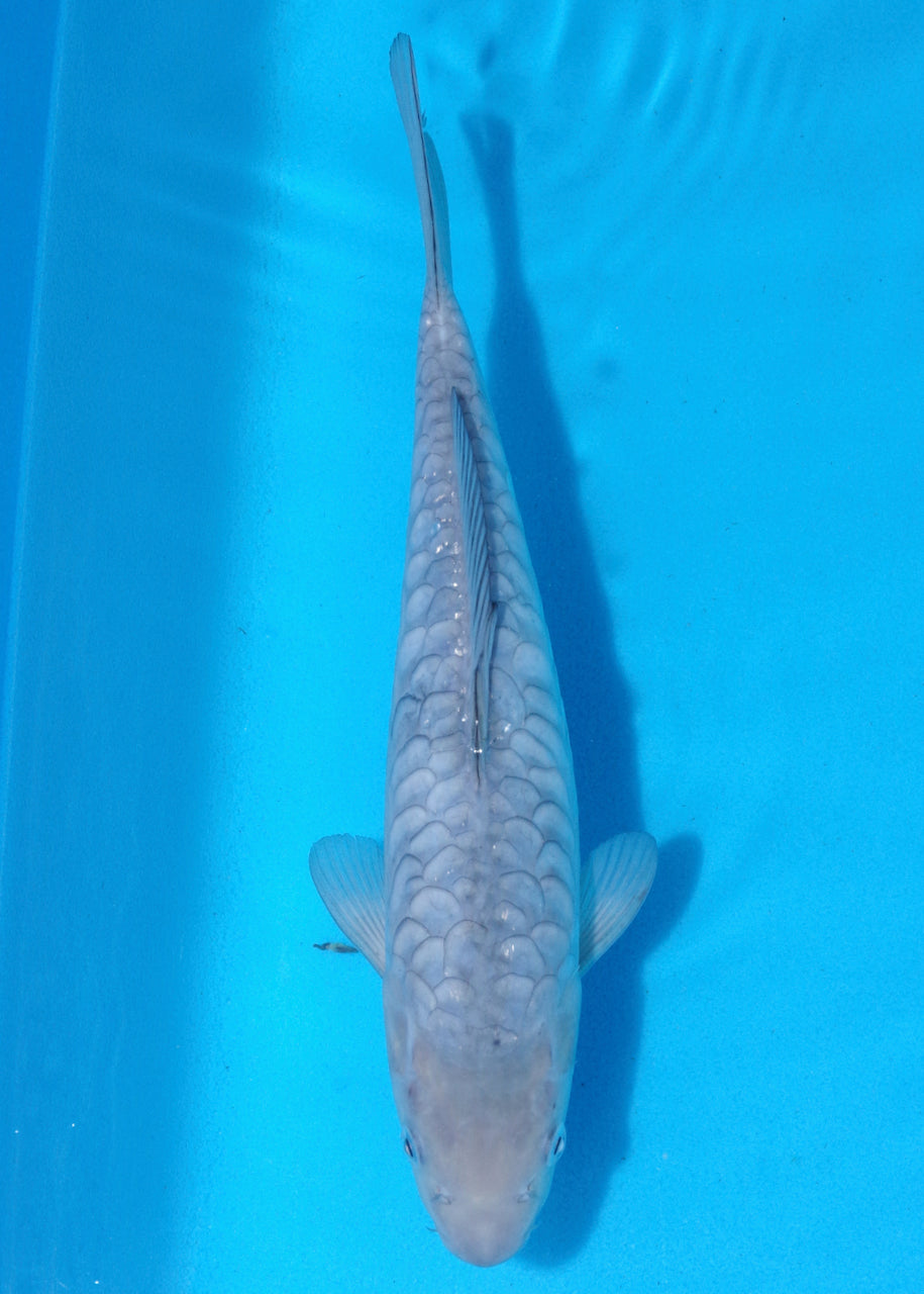 30cm Aragoke Soragoi (Byer Koi Farm) REF - OC05