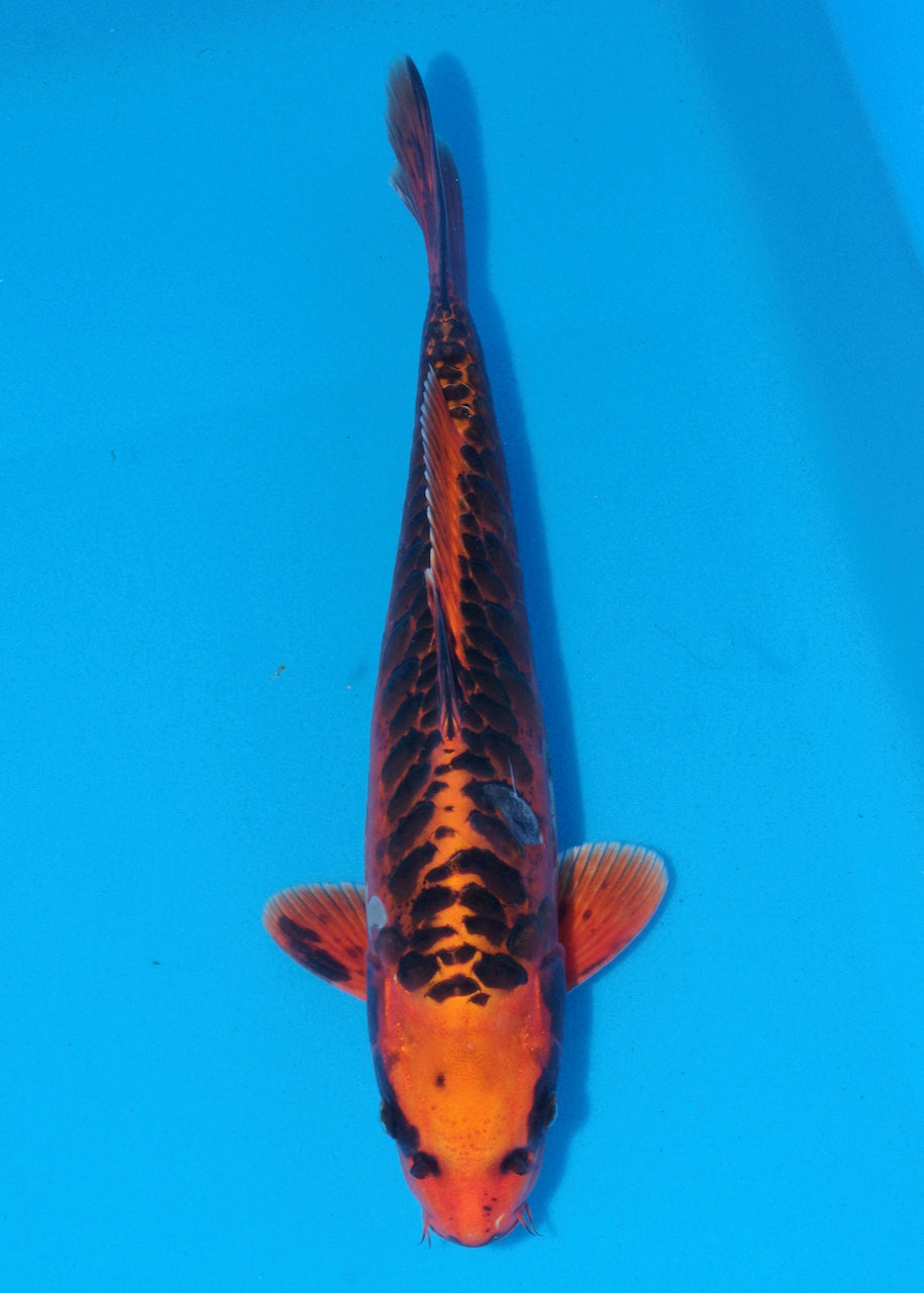 38cm Kin Matsuba (Byer Koi Farm) REF - OC03