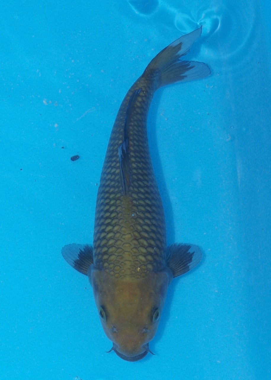 23cm Chagoi (Oakly) (Byer Koi Farm) REF SRR06 - M012