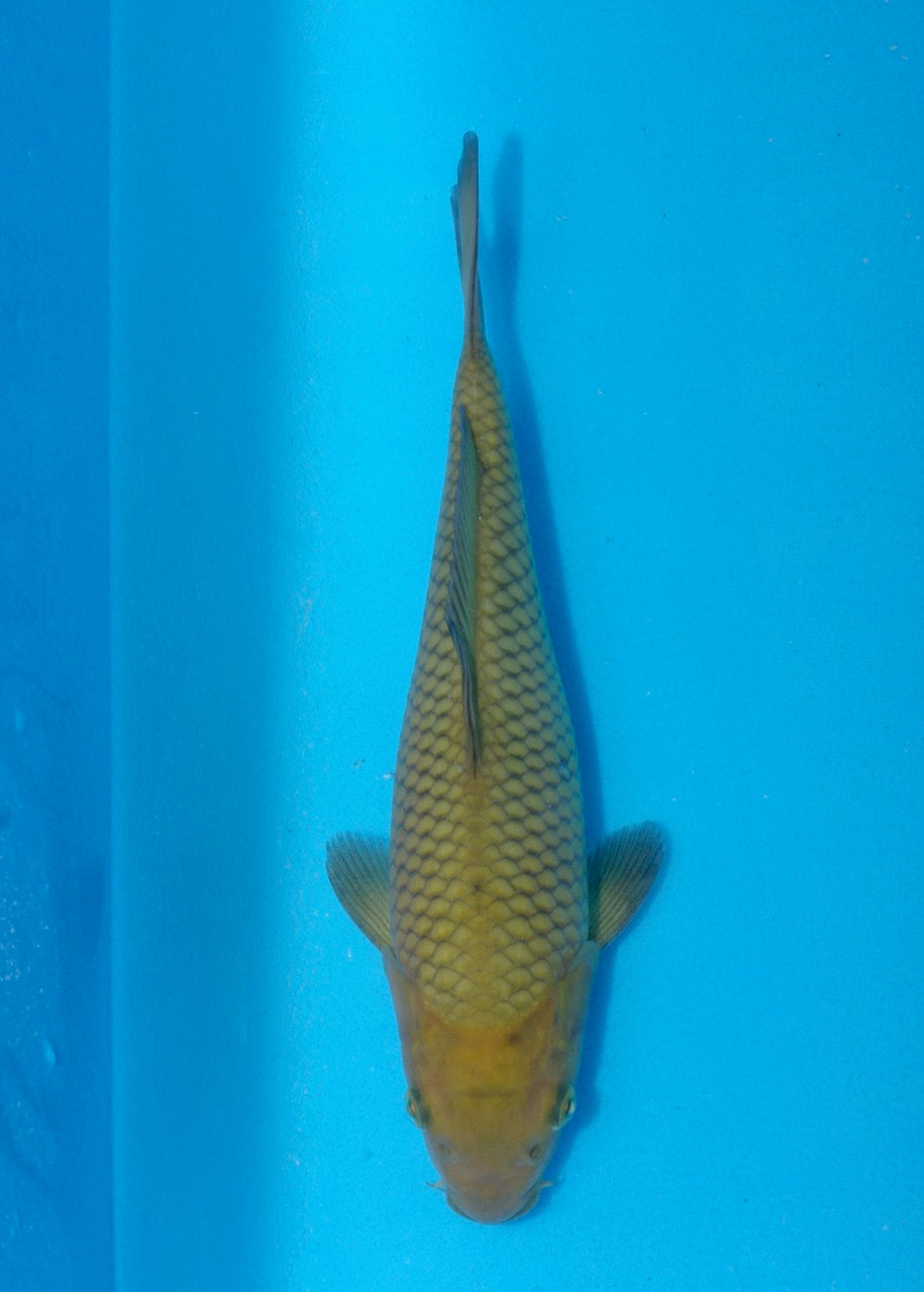26cm Chagoi (Oakly) (Byer Koi Farm) REF SRR06 - M003