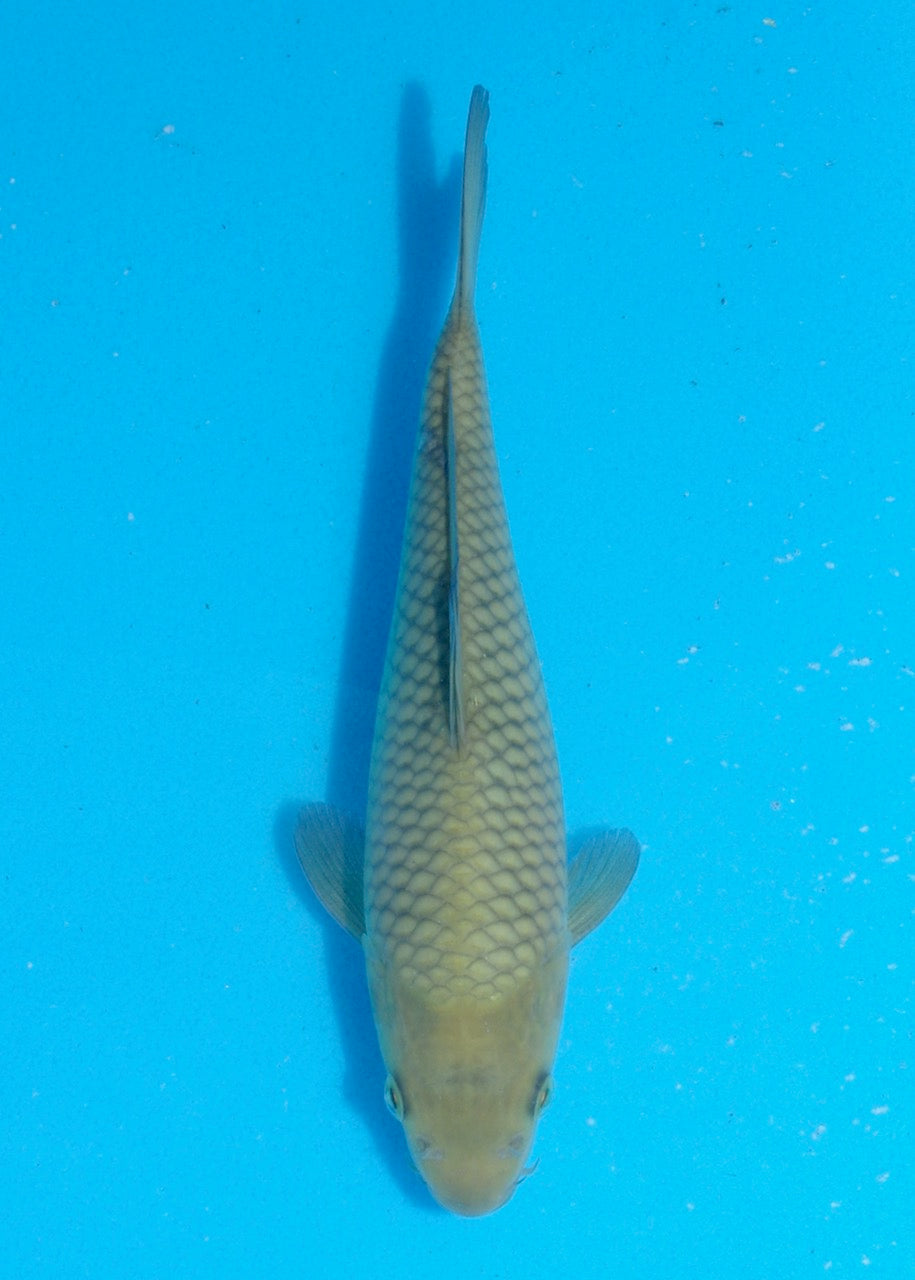 21cm Chagoi (Oakly) (Byer Koi Farm) REF SRR06 - M004