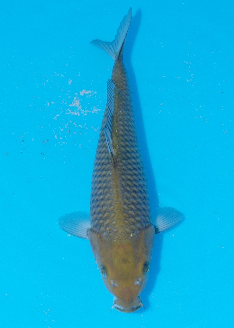 31cm Chagoi (Oakly) (Byer Koi Farm) REF SRR06 - M007