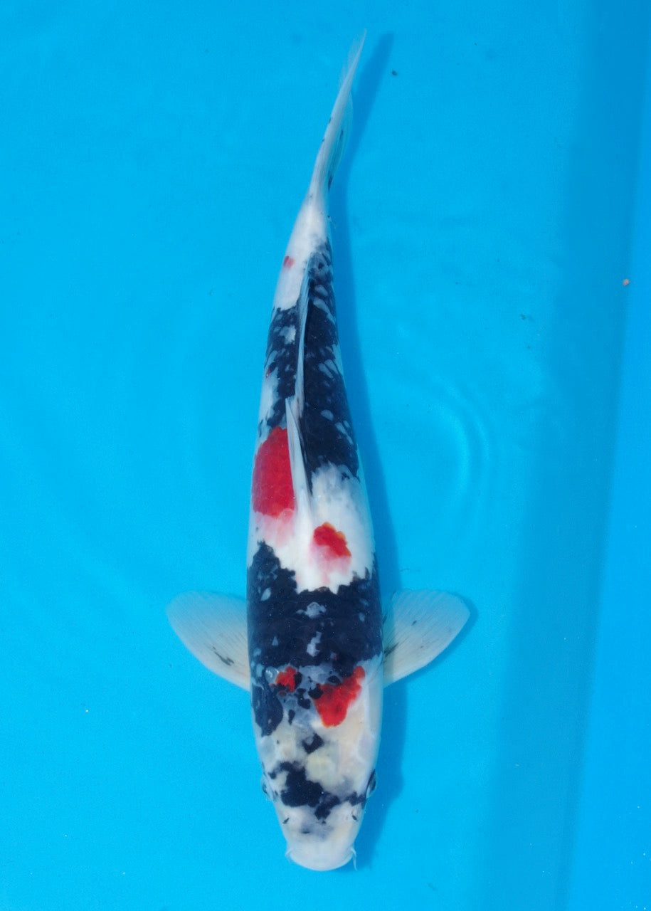 43cm Showa (Marusei) REF SRL04 - M030
