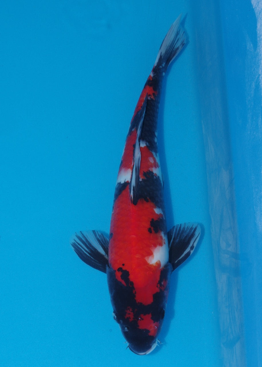 42cm Showa (Marusei) REF SRL04 - M021