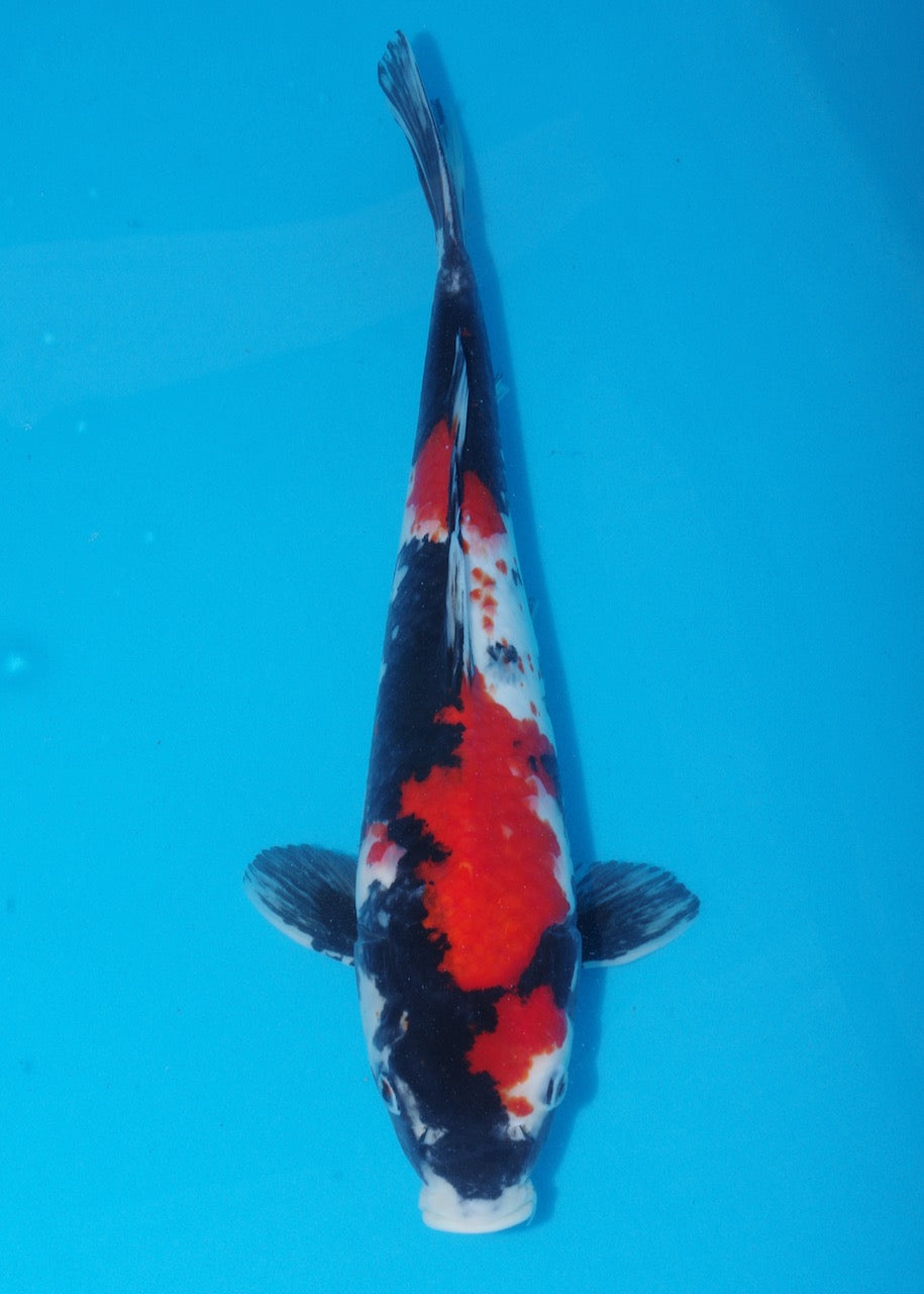 44cm Showa (Marusei) REF SRL04 - M022