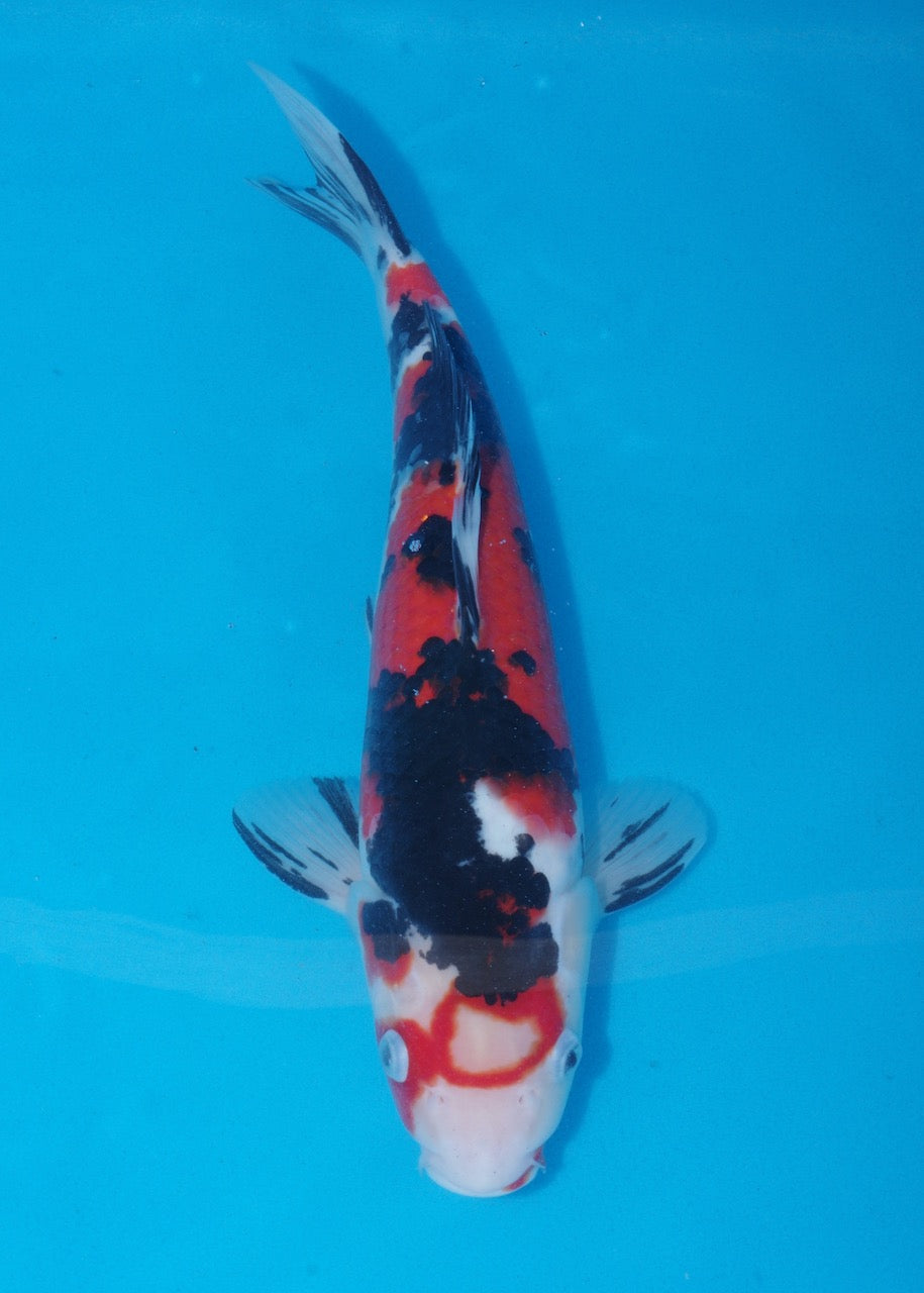 36cm Showa (Marusei) REF SRL04 - M025