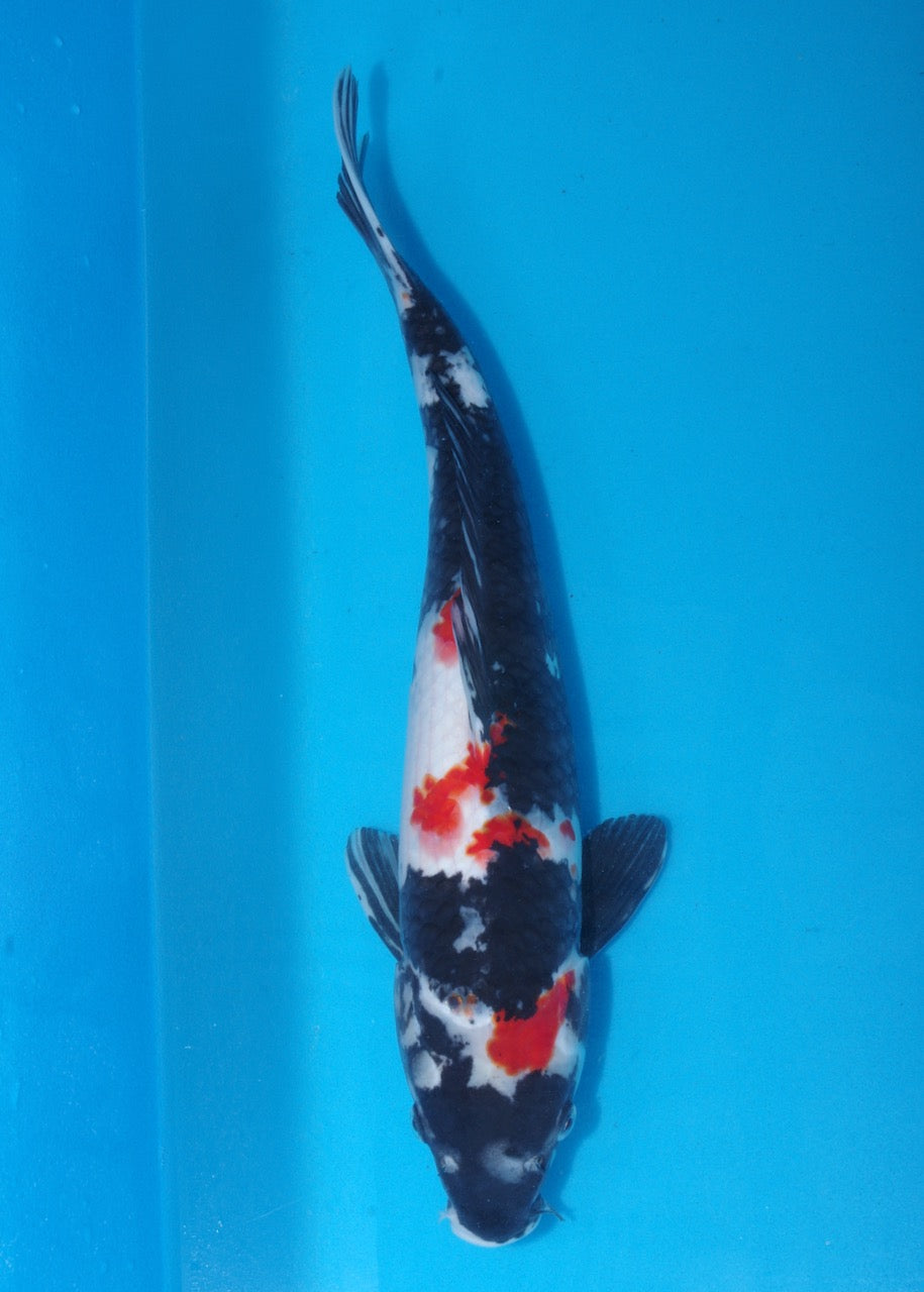 45cm Showa (Marusei) REF SRL04 - M026